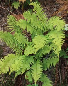 Dryopteris affinis. Scaly Male Fern.