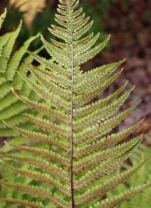 Dryopteris affinis. Scaly Male Fern.