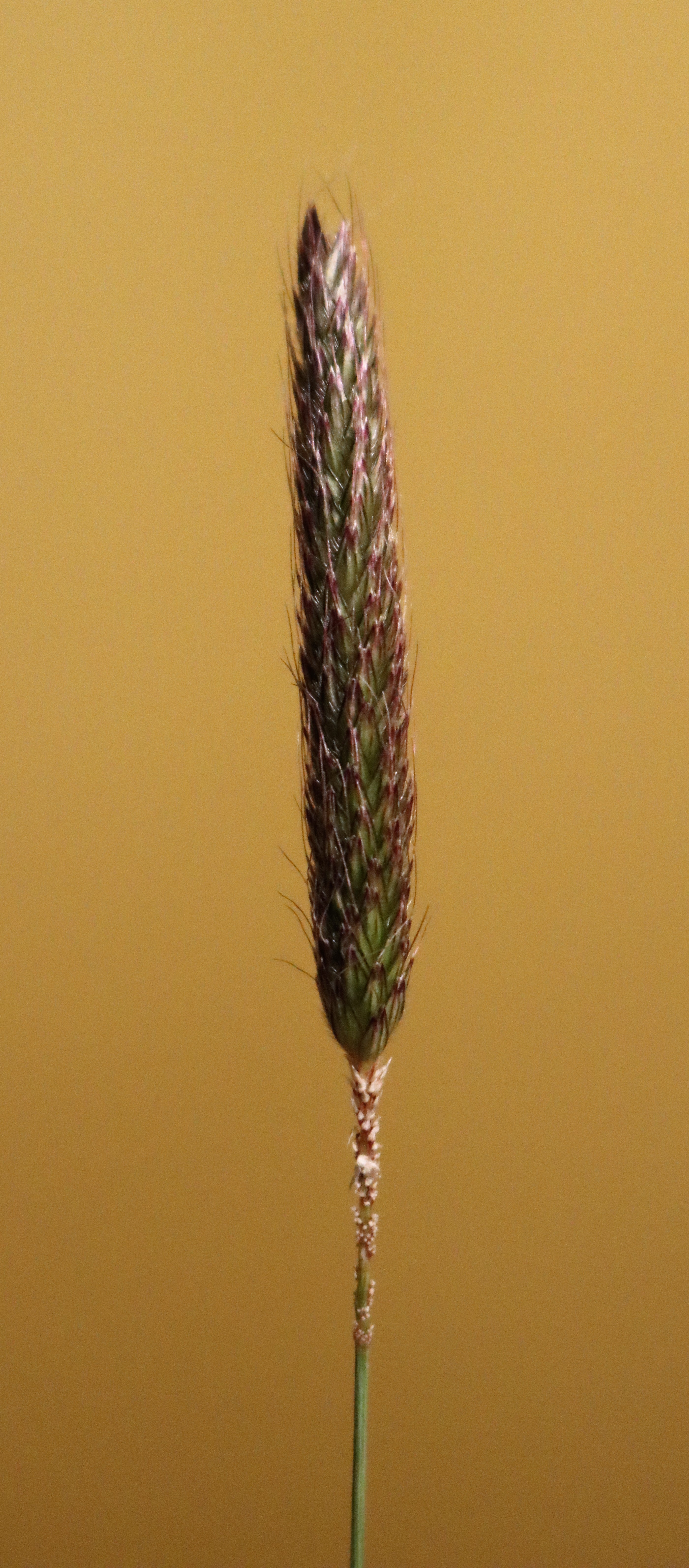 Alopecurus pratensis. Meadow Foxtail.