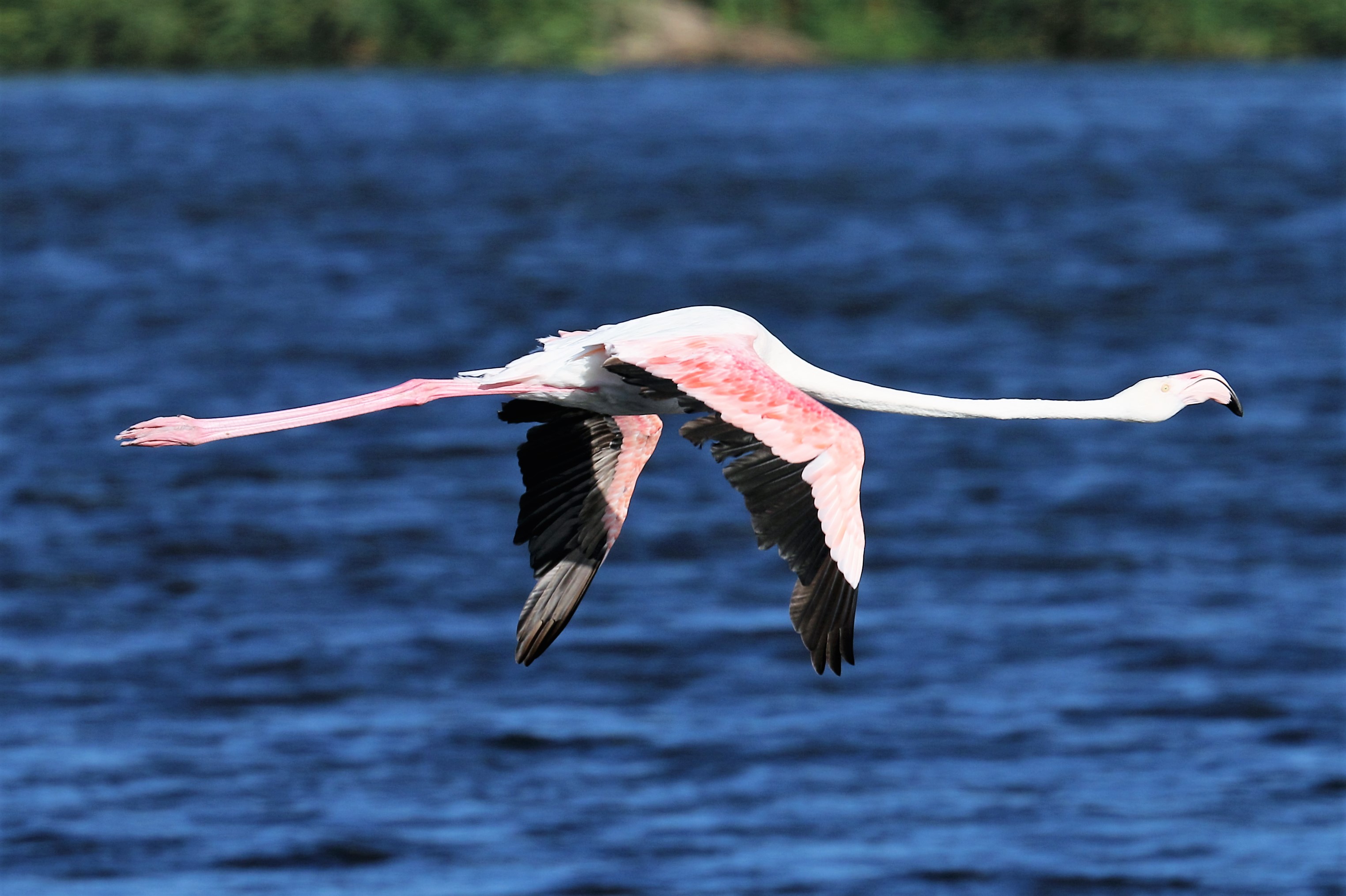 Greater Flamingo. Phoenicopterus roseus.