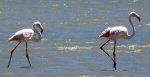 Greater Flamingo. Phoenicopterus roseus.