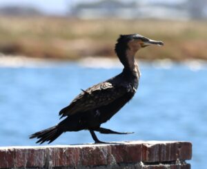 Cape Cormorant.