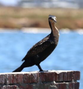 Cape Cormorant.
