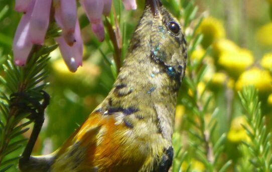 Orange-breasted Sunbird. Anthobathes violacea.