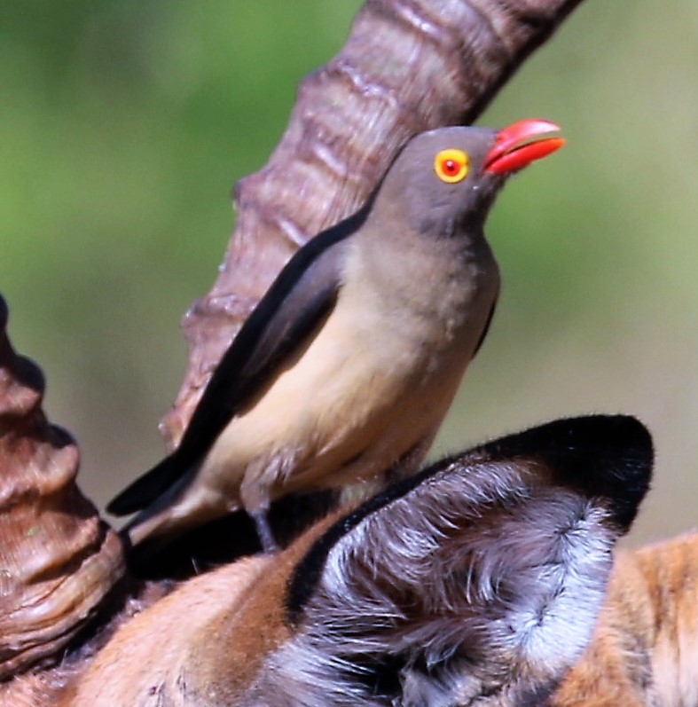 Red-billed Oxpecker. Buthagus erythrorhnchus.