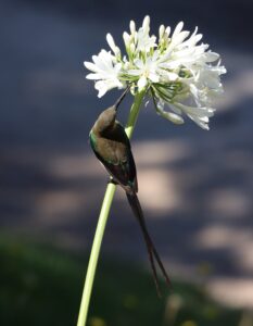 Malachite Sunbird.
