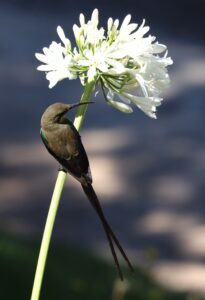 Malachite Sunbird.