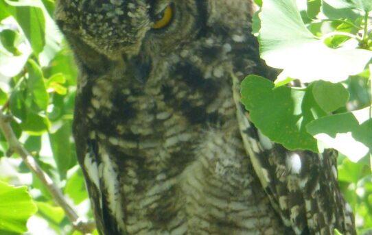 Spotted Eagle Owl. Bubo africanus.