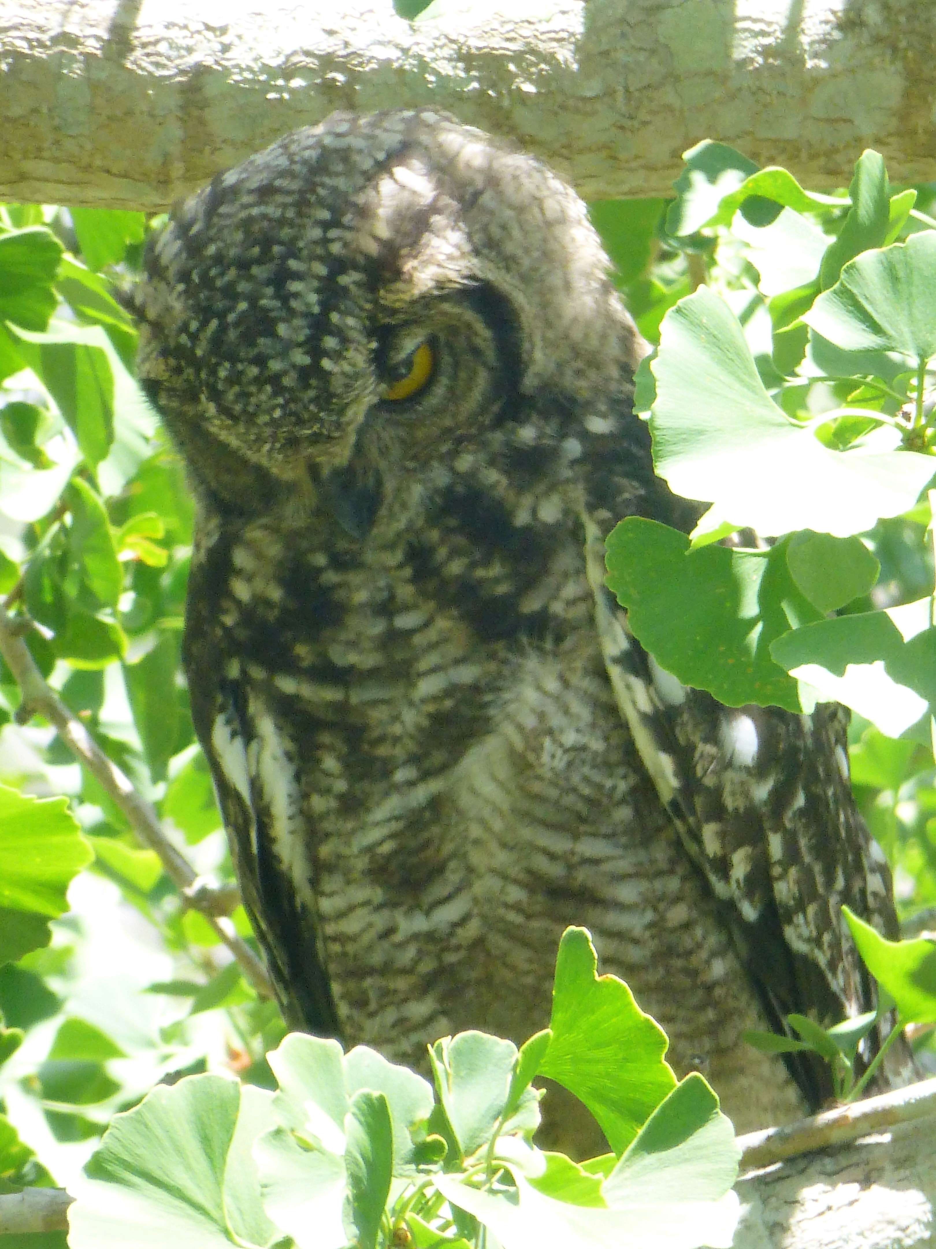 Spotted Eagle Owl. Bubo africanus.