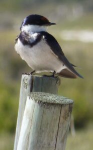 White-throated Swallow.  Hirundo albigularis.