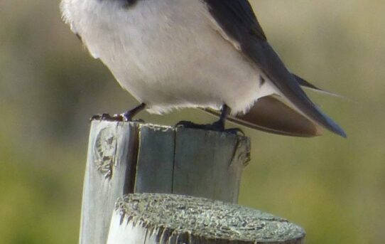 White-throated Swallow. Hirundo albigularis.
