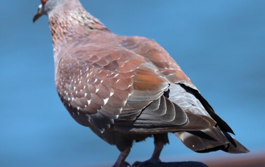 African Morning Dove.
