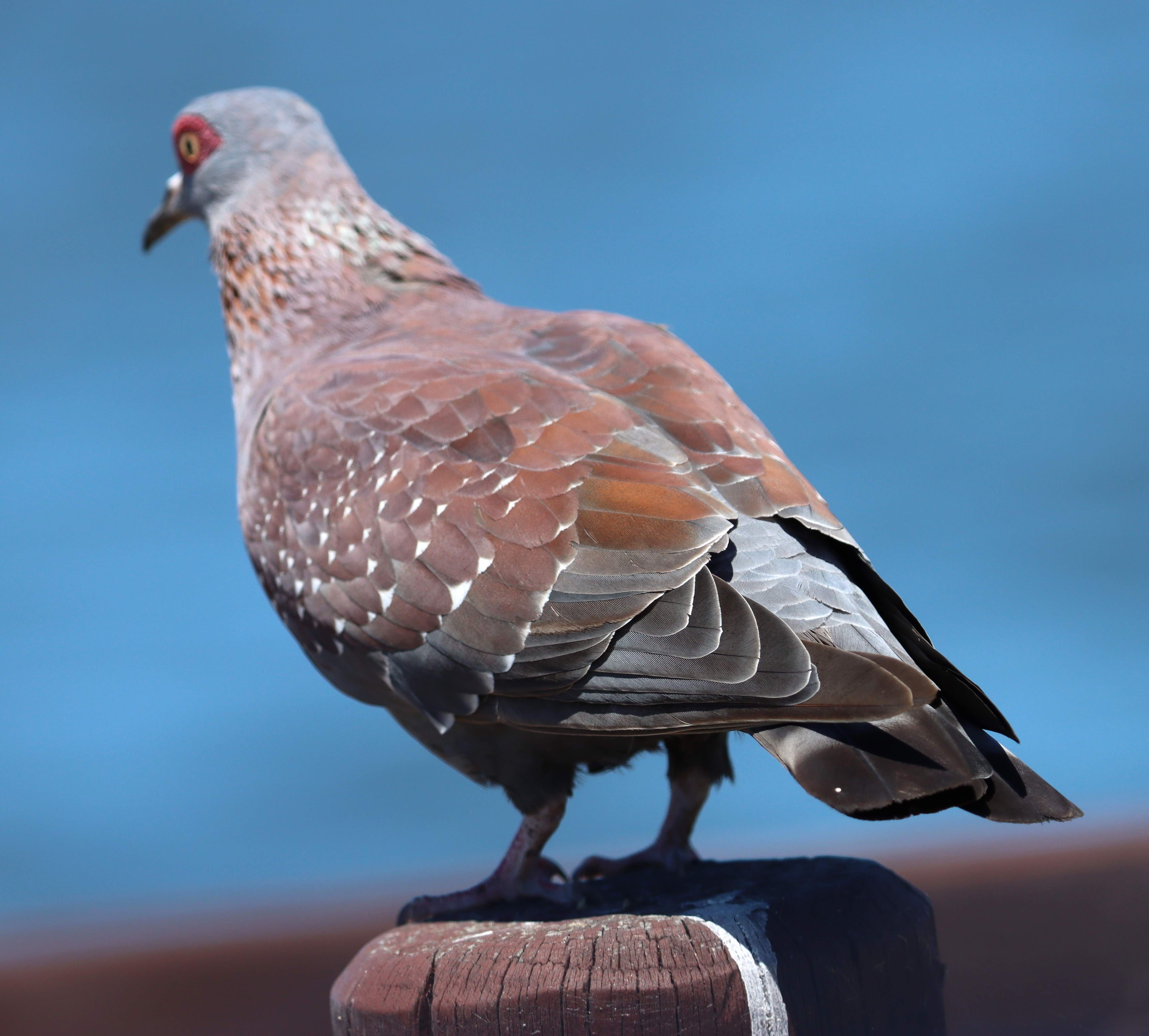 African Morning Dove.