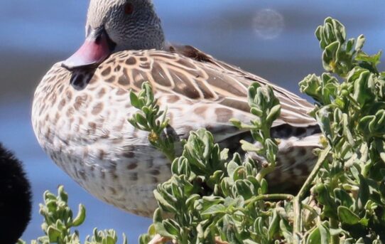 Cape Teal.