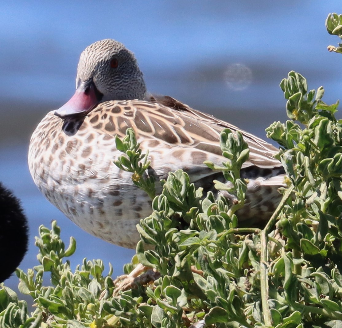Cape Teal.