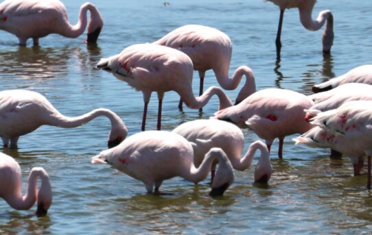 Lesser Flamingo.