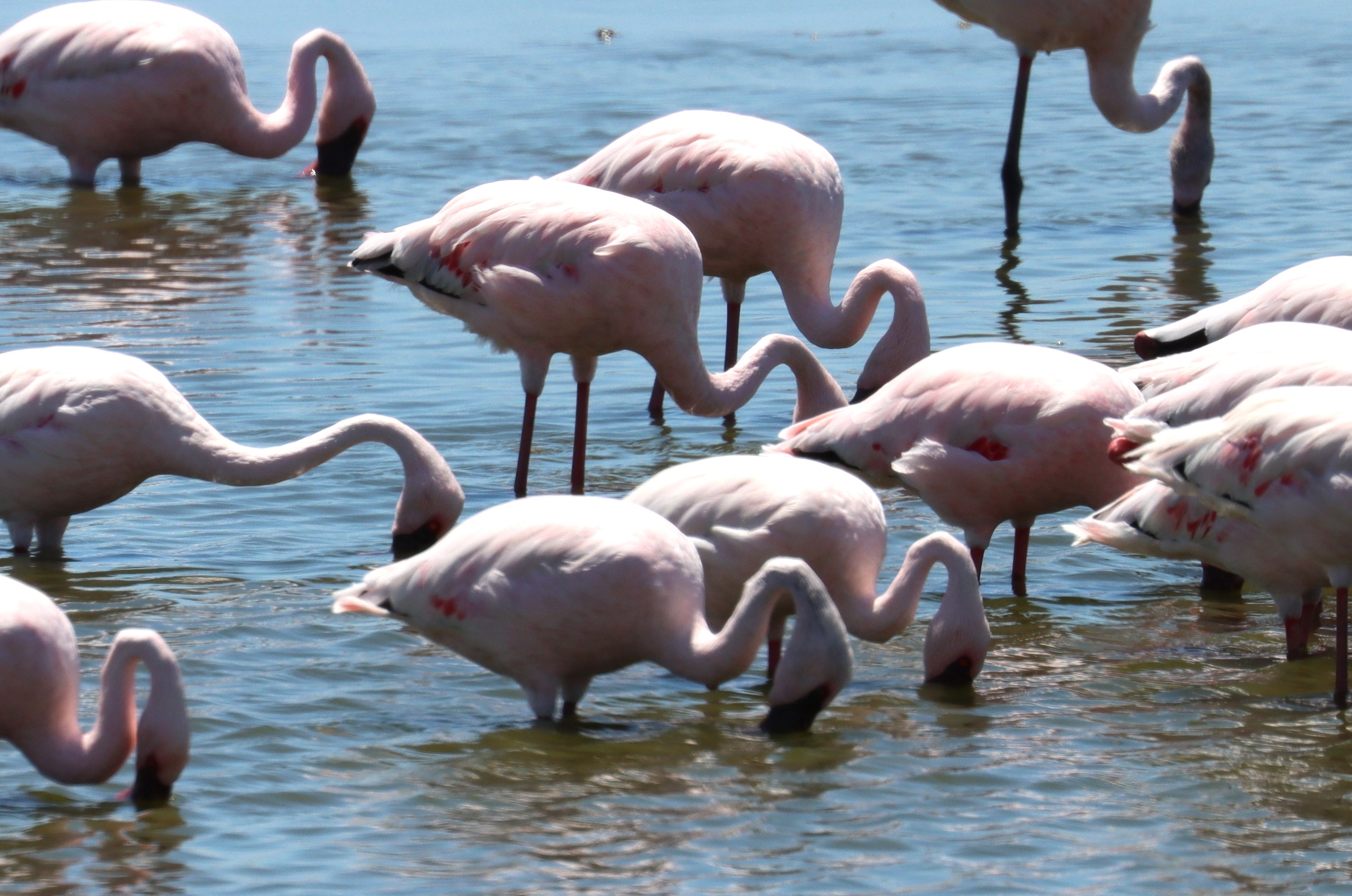 Lesser Flamingo.