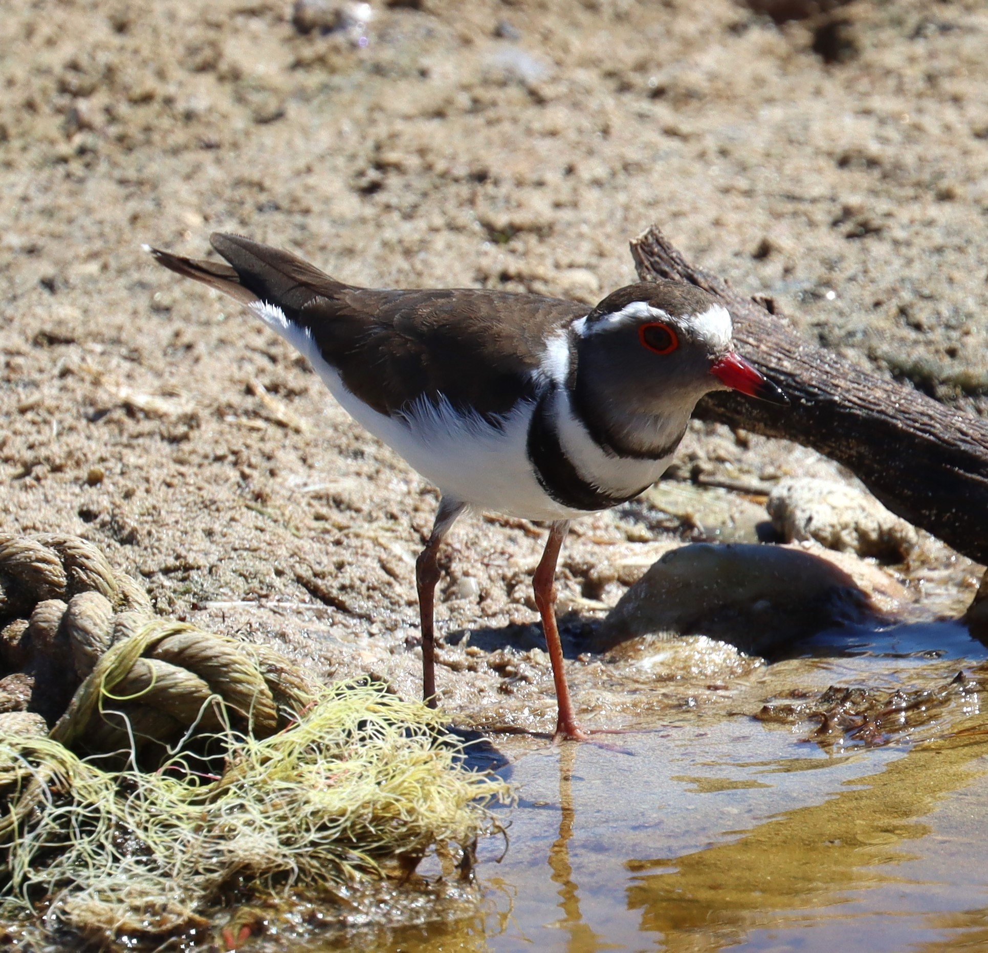 Three-banded Plover.