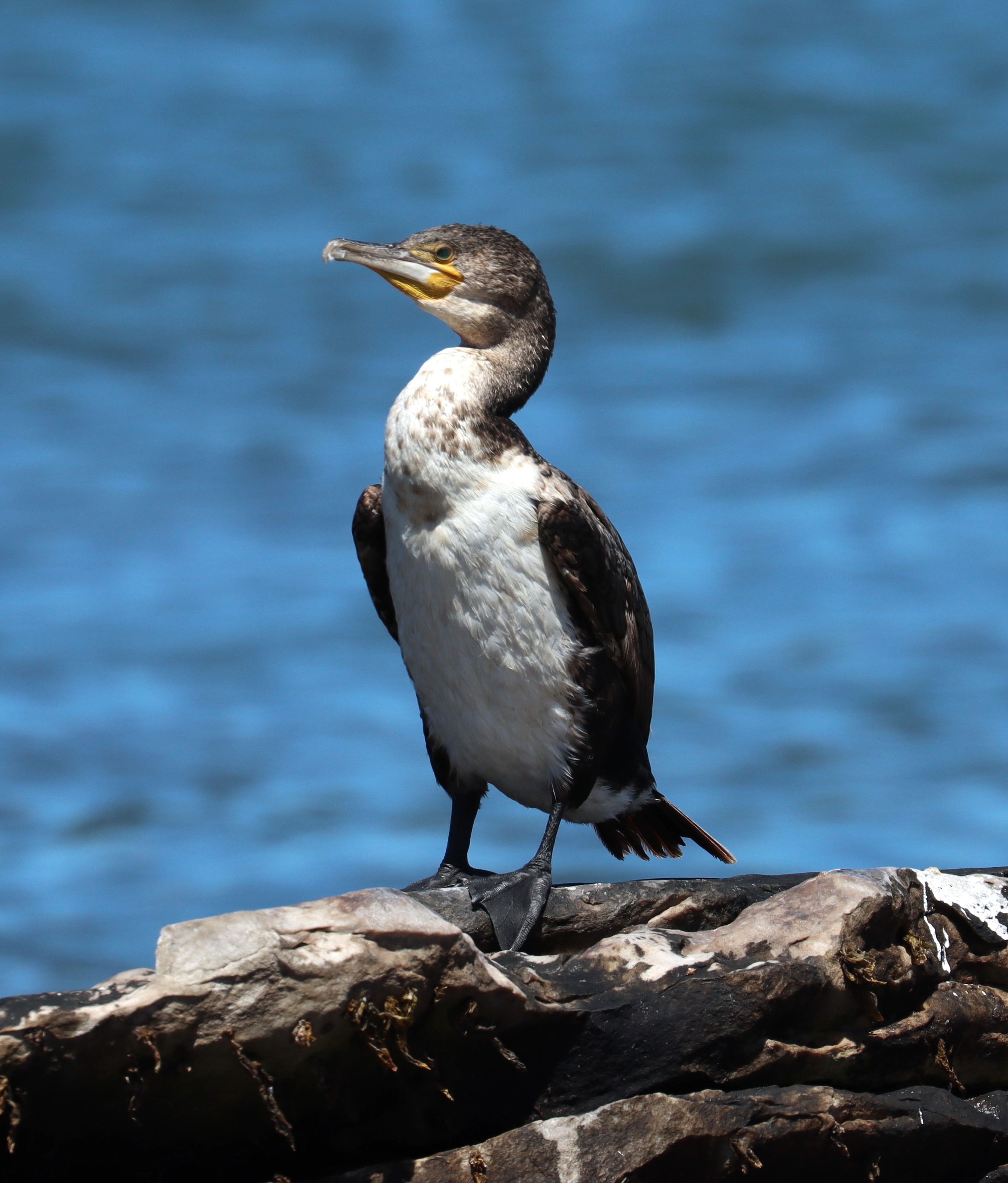 White-breasted Cormorant.