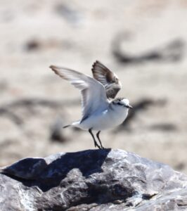White-fronted Plover.