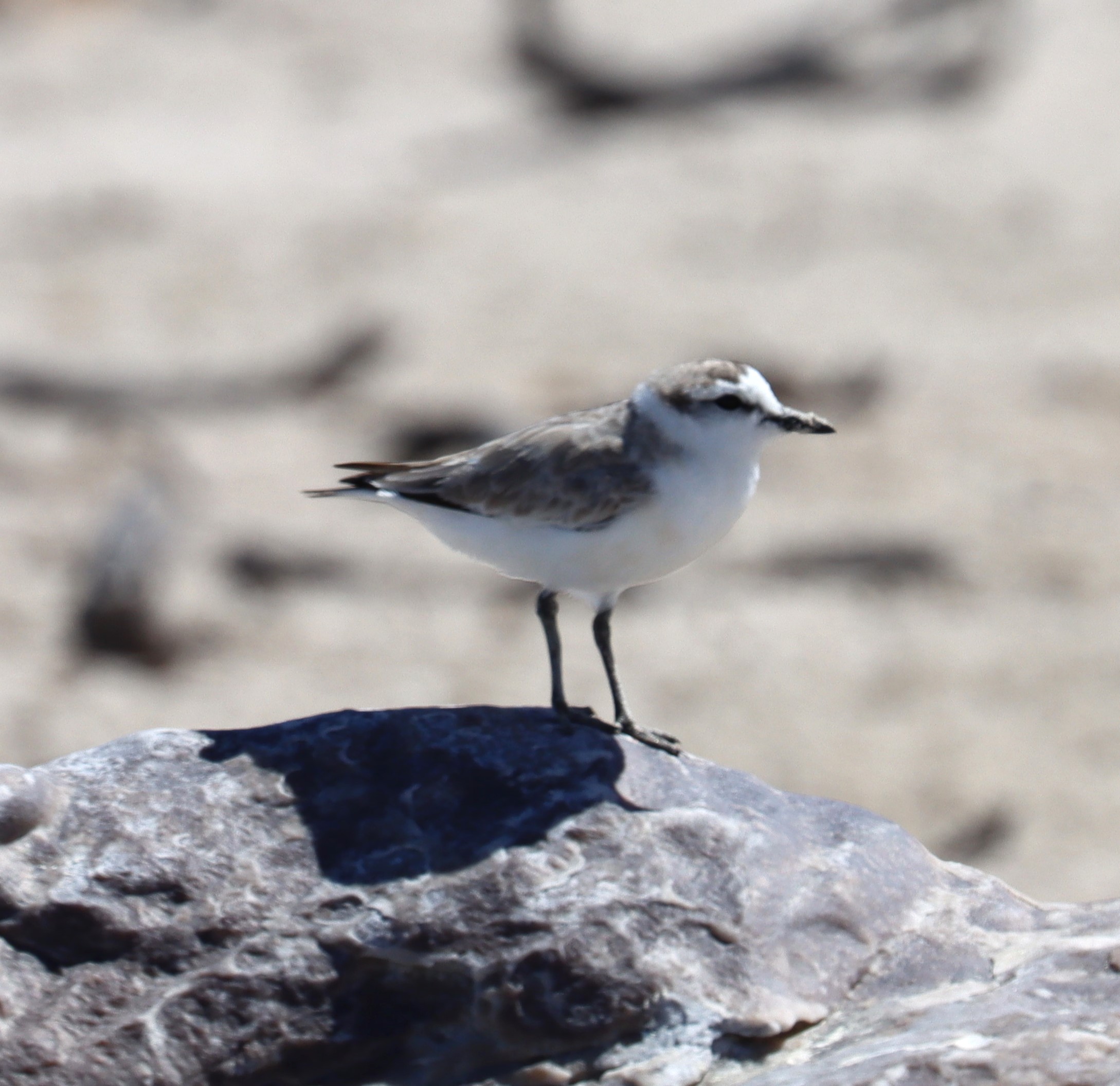 White-fronted Plover.