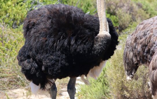 Common Ostrich.