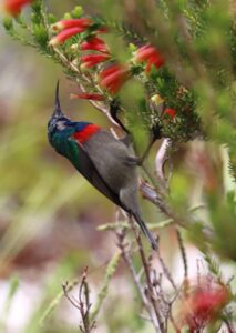  Greater doubled-collared Sunbird.