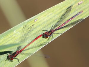 Pyrrhosoma nymphula.