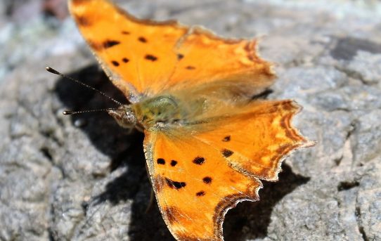 Polygonia egea. Southern Comma.