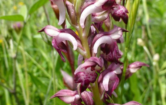 Anacamptis coriophora