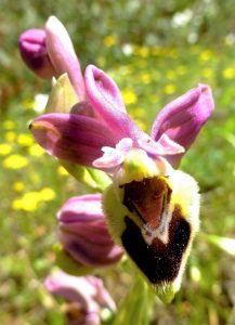 Ophrys leochroma