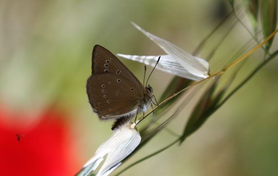 Agrodiaetus aroaniensis. Grecian Anomalous Blue.