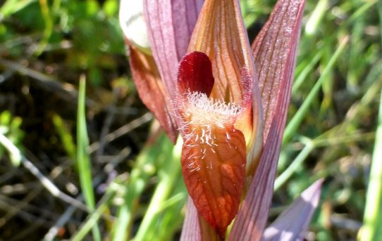 Serapias vomeracea ssp vomeracea