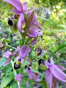 Ophrys leochroma