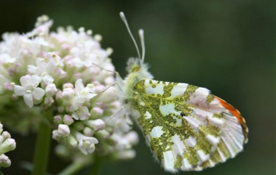 Anthocharis cardamines. Orange Tip.