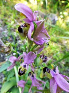 Ophrys leochroma