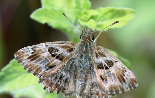 Carcharodus alceae. Mallow Skipper.