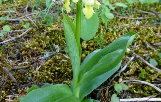 Orchis pallens