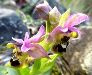 Ophrys leochroma