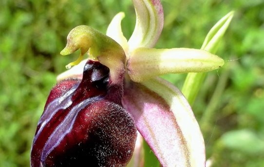 Ophrys spruneri