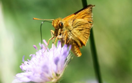 Thymelicus lineolus. Essex Skipper.