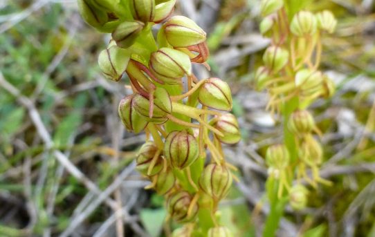 Orchis anthropohora