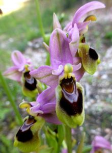 Ophrys leochroma