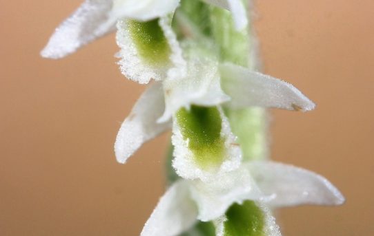 Spiranthes spiralis