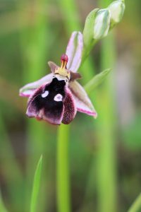 Ophrys reinholdii