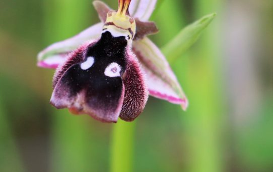 Ophrys reinholdii