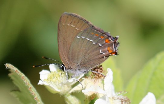 Satyrium acaciae. Sloe Hairstreak.