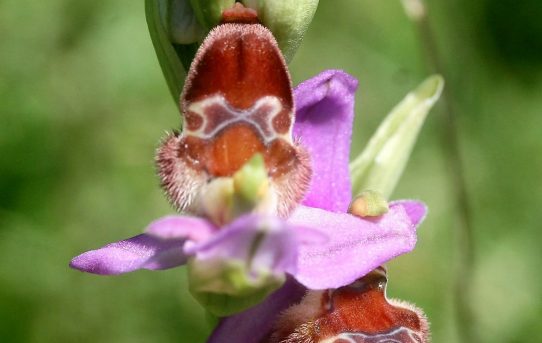 Ophrys delphinensis