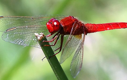 Crocothemis erythracea