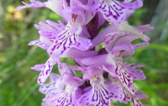 Dactylorhiza saccifera